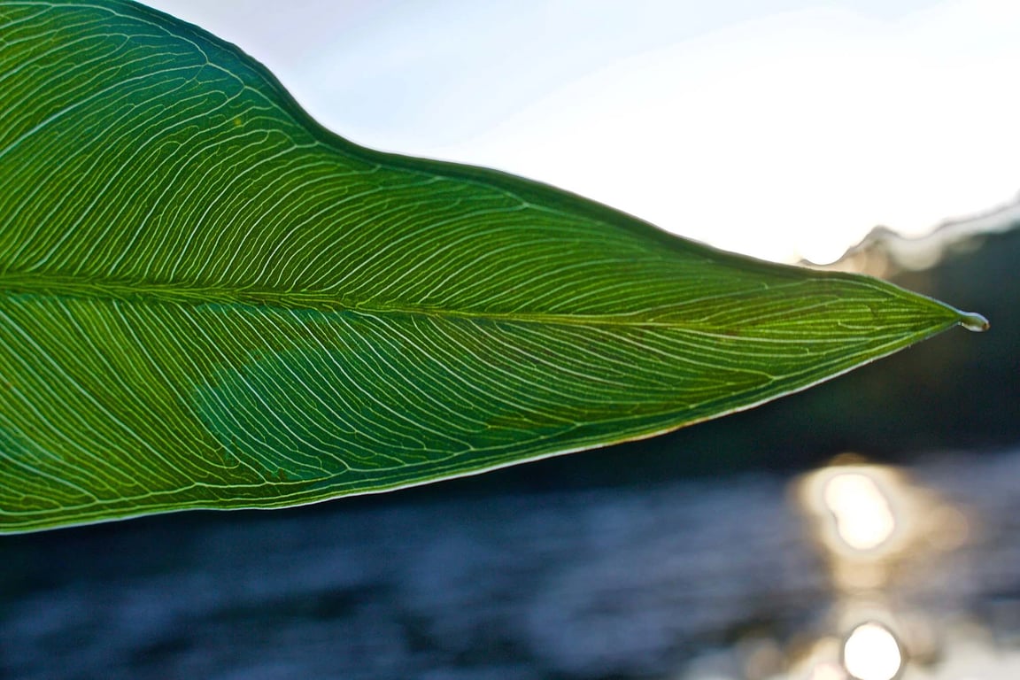 Fundamental reforms to Australia's environmental laws are passed – now the real work begins